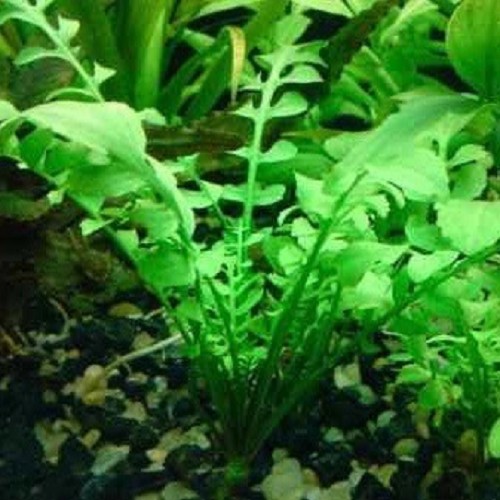 Rorippa aquatica - Cresson d' Amérique en pot